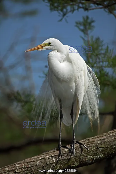 : Great Egret - Perched on branch : Great Egret - Perched on branch