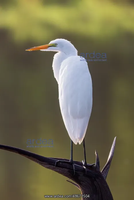 : Great egret perched on old stump in wetland, Marion County : Great egret perched on old stump in wetland, Marion County