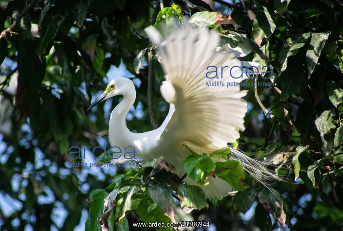 : Great egret perches on a tree branch on the banks : Great egret perches on a tree branch on the banks