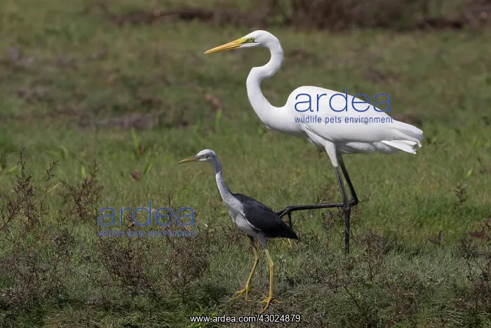 : Great Egret Pied Heron Size comparison at Peppimenart : Great Egret Pied Heron Size comparison at Peppimenart