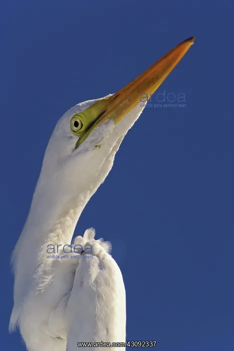 : Great Egret Portrait : Great Egret Portrait