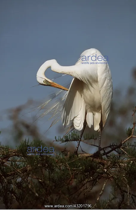 : GREAT EGRET - preening : GREAT EGRET - preening