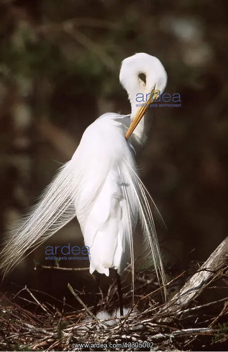 : GREAT EGRET - preening : GREAT EGRET - preening