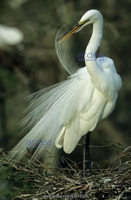 : Great Egret - preening feathers on nest : Great Egret - preening feathers on nest