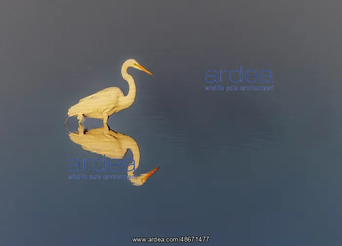 : Great egret reflection on still water while fishing, Merritt : Great egret reflection on still water while fishing, Merritt