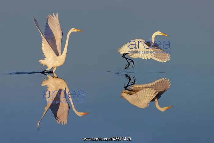 : Great egret reflection on still water while fishing, Merritt : Great egret reflection on still water while fishing, Merritt