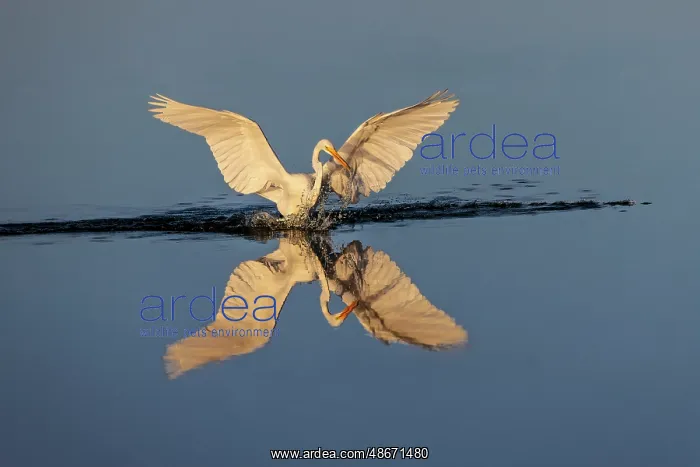 : Great egret reflection on still water while fishing, Merritt : Great egret reflection on still water while fishing, Merritt