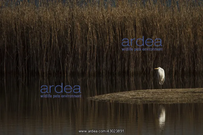  : Great Egret resting on marsh Galicia Spain