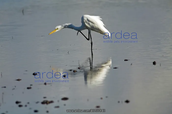 : Great Egret scratching : Great Egret scratching