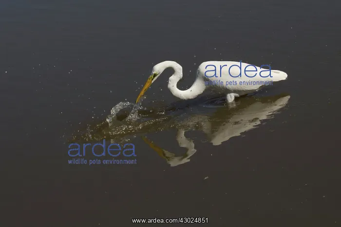: Great Egret With a small fish Peppimenarti Aboriginal : Great Egret With a small fish Peppimenarti Aboriginal