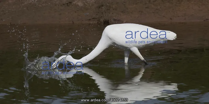 : Great Egret Stabbbing at a fish Peppimenarti Aborigin : Great Egret Stabbbing at a fish Peppimenarti Aborigin