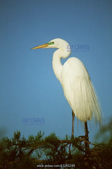 : GREAT EGRET - standing : GREAT EGRET - standing