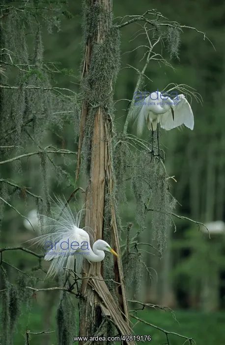: Great Egret - in tree : Great Egret - in tree