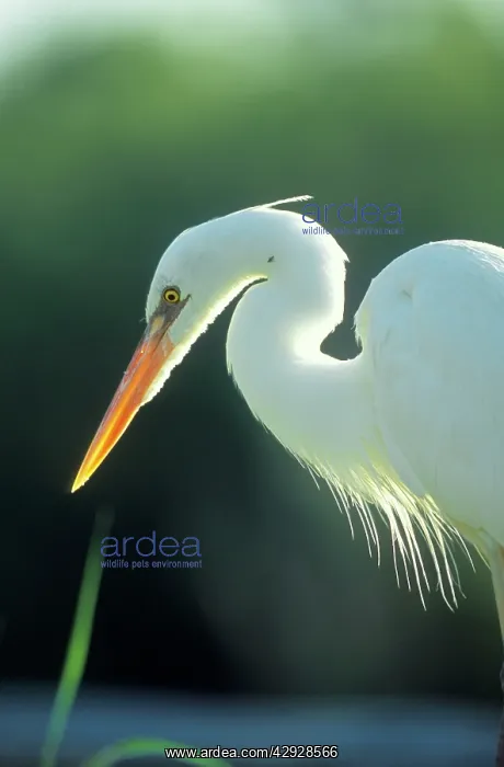  : Great EGRET - side view of head