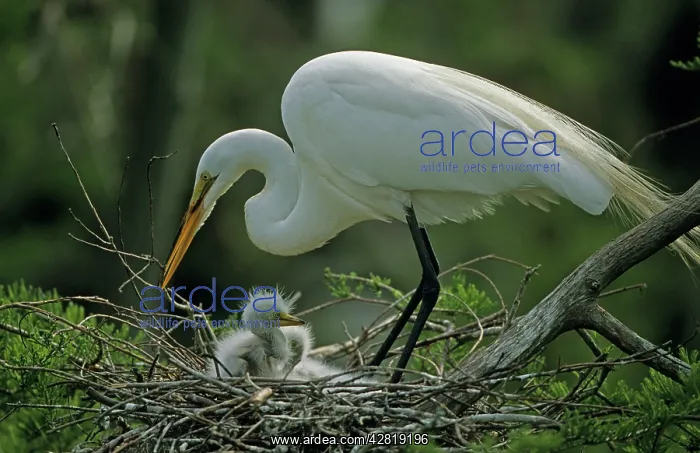 : Great Egret - with young on nest : Great Egret - with young on nest