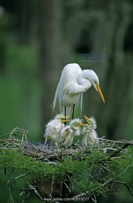 : Great Egret - with young on nest : Great Egret - with young on nest