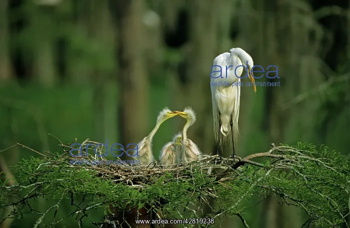 : Great Egret - with young on nest : Great Egret - with young on nest