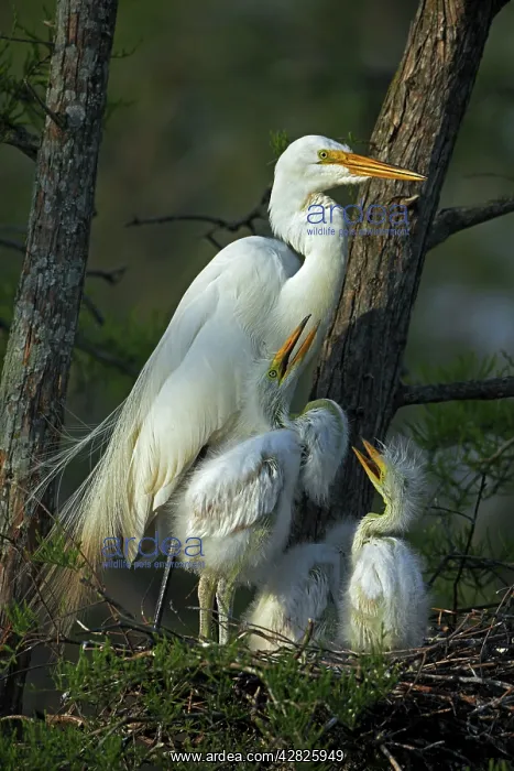  : Great Egret - With young on nest
