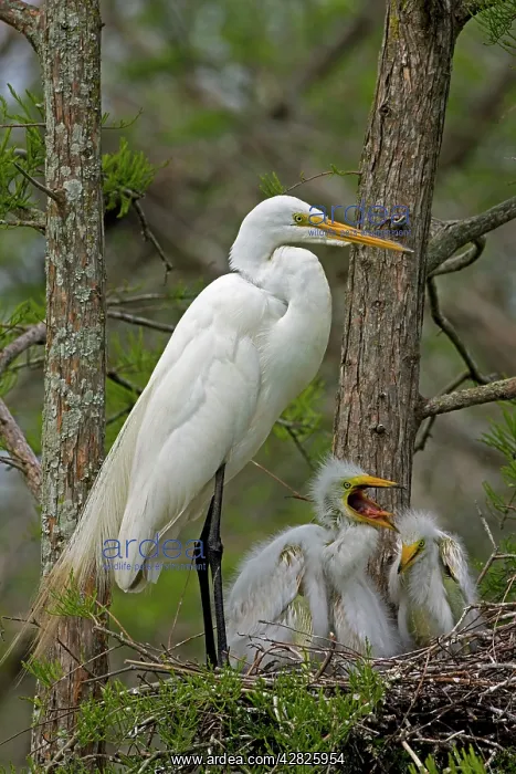 : Great Egret - With young on nest : Great Egret - With young on nest
