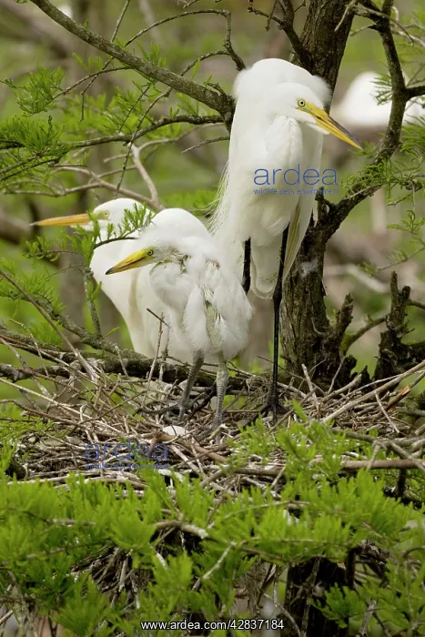 : Great Egret - With young on nest : Great Egret - With young on nest