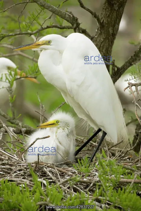  : Great Egret - With young on nest