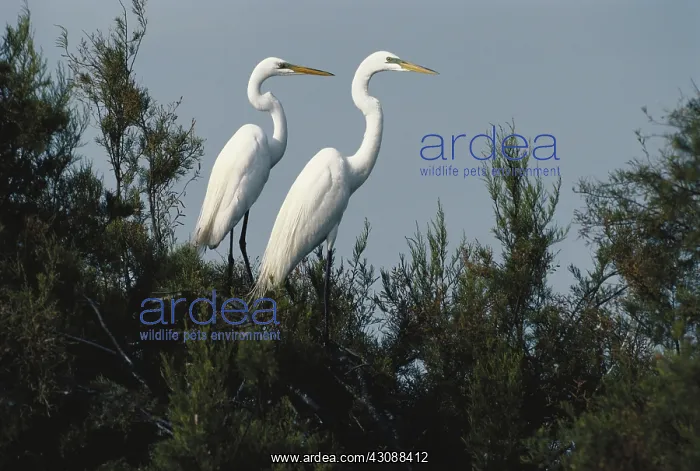  : Great Egrets