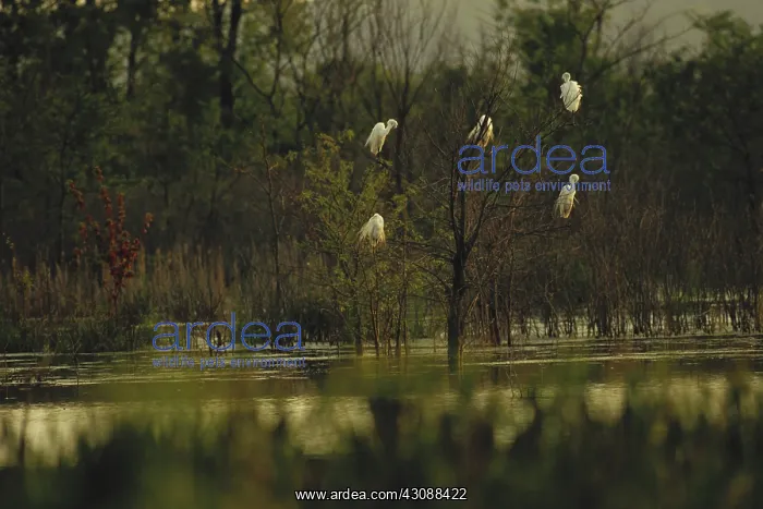 : Great Egrets : Great Egrets