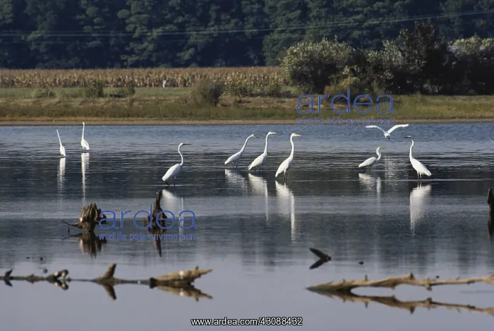 : Great Egrets : Great Egrets