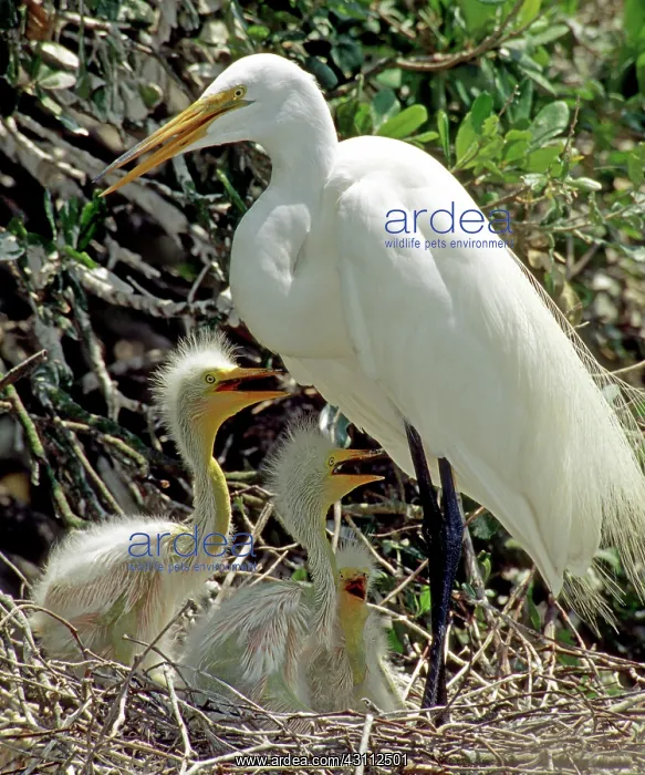 : Great Egrets : Great Egrets