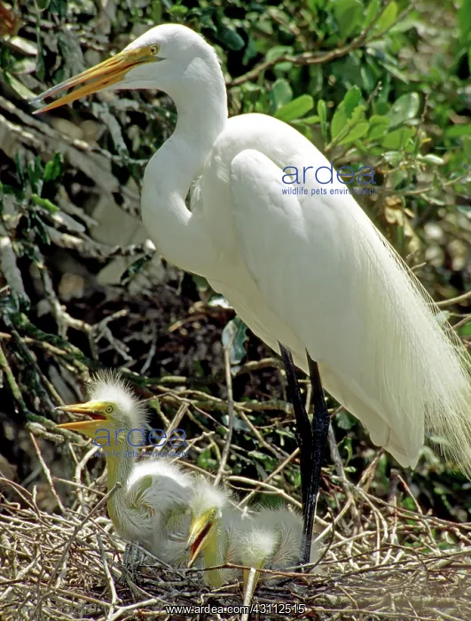 : Great Egrets : Great Egrets