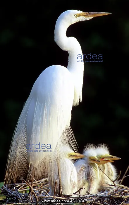  : Great Egrets