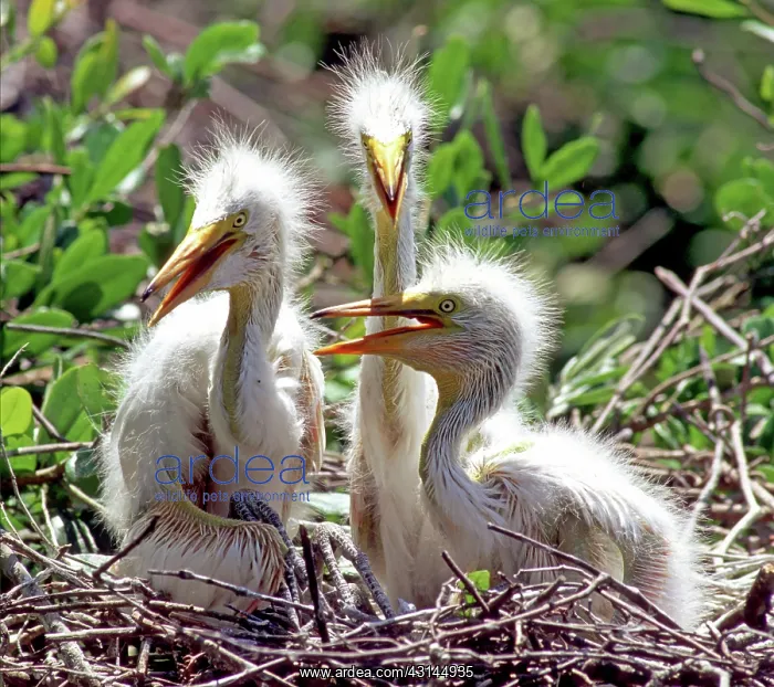 : Great Egrets : Great Egrets