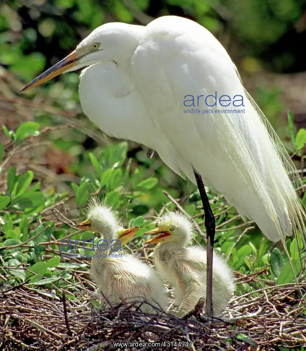 : Great Egrets : Great Egrets