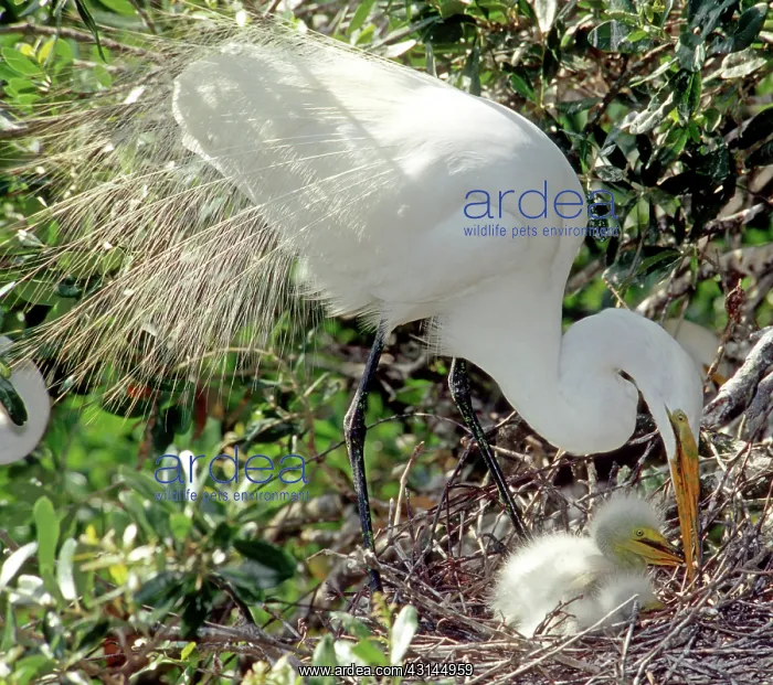 : Great Egrets : Great Egrets