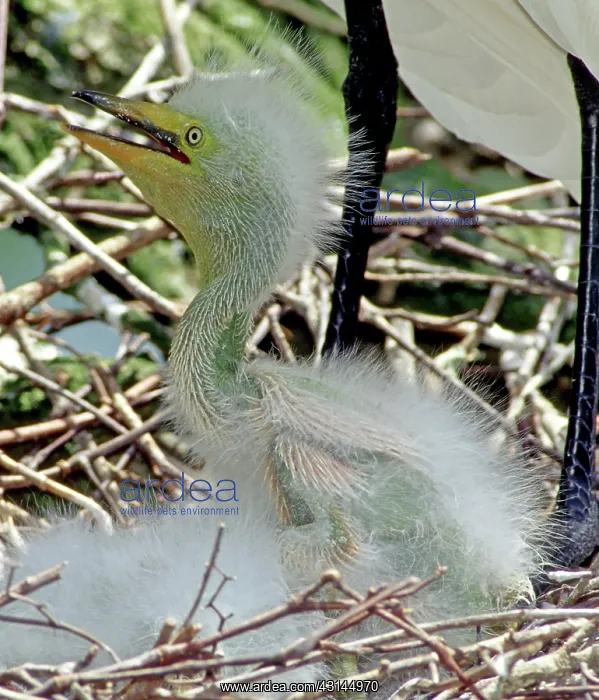 : Great Egrets : Great Egrets