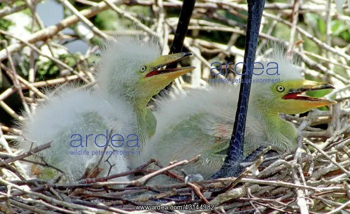 : Great Egrets : Great Egrets