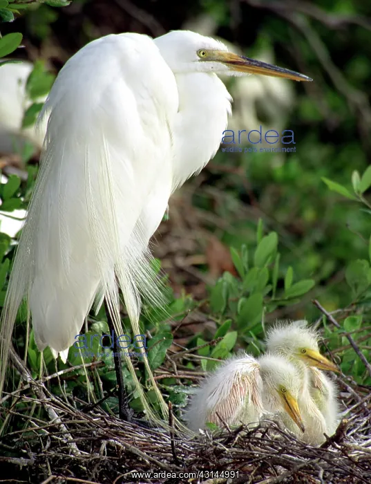 : Great Egrets : Great Egrets