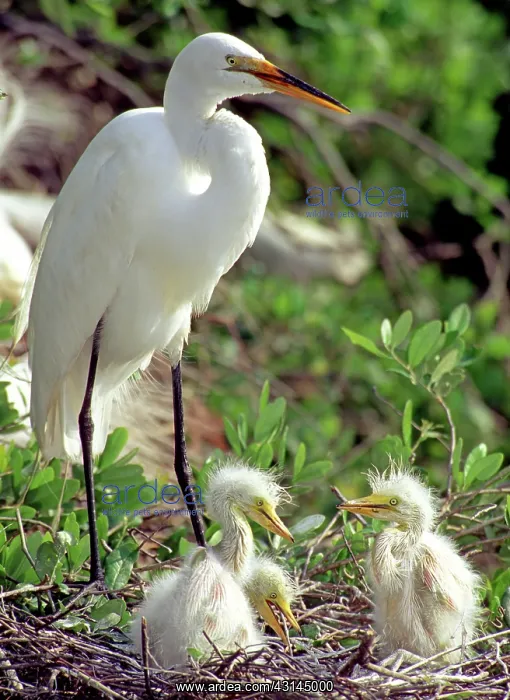 : Great Egrets : Great Egrets