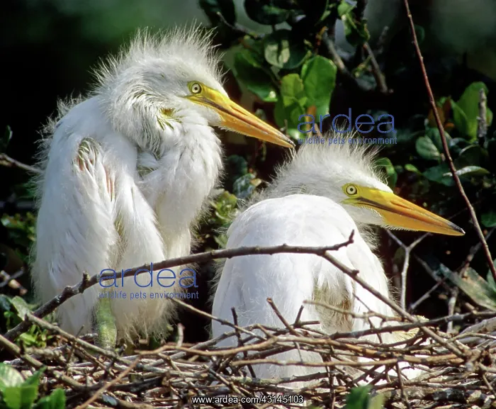  : Great Egrets