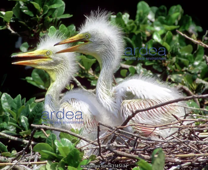 : Great Egrets : Great Egrets