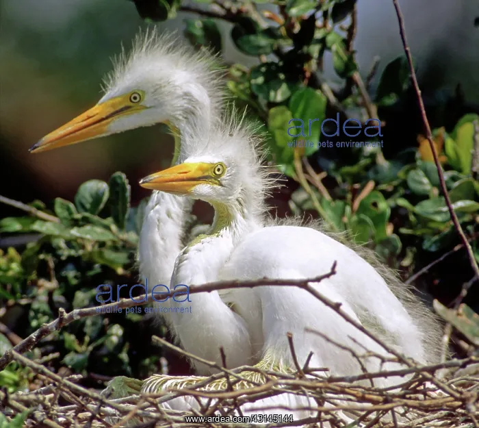  : Great Egrets