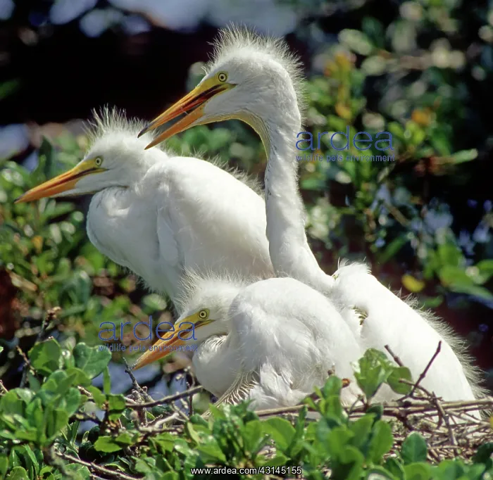 : Great Egrets : Great Egrets