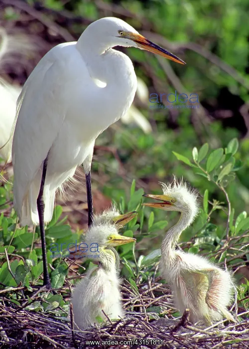 : Great Egrets : Great Egrets