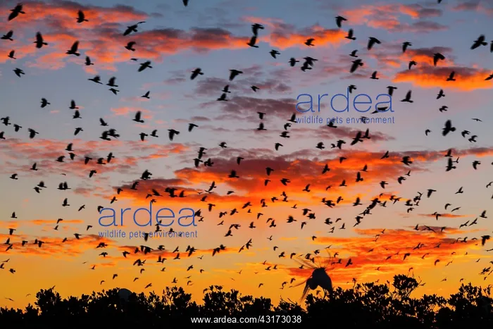 : Great Egrets (Casmerodius albus) and Crows (Corvus : Great Egrets (Casmerodius albus) and Crows (Corvus