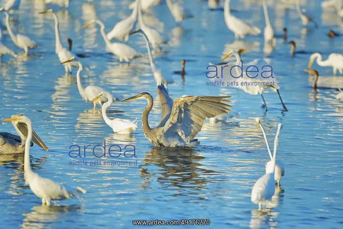 : Great egrets (Casmerodius albus) and great blue herons (Ardea herodias) looking for fish in a pond : Great egrets (Casmerodius albus) and great blue herons (Ardea herodias) looking for fish in a pond