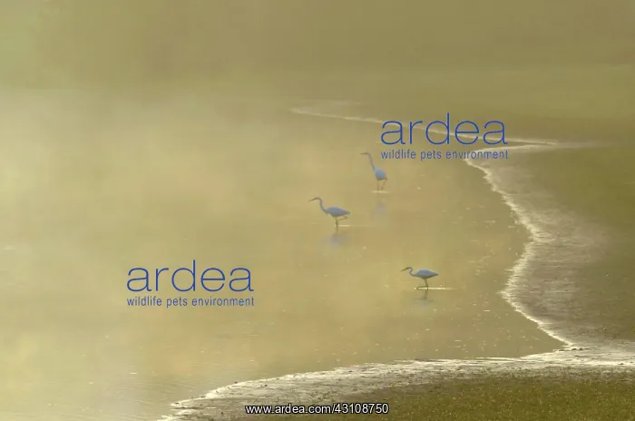 : Great Egrets (Egretta alba), Sauer Delta, Confluence : Great Egrets (Egretta alba), Sauer Delta, Confluence