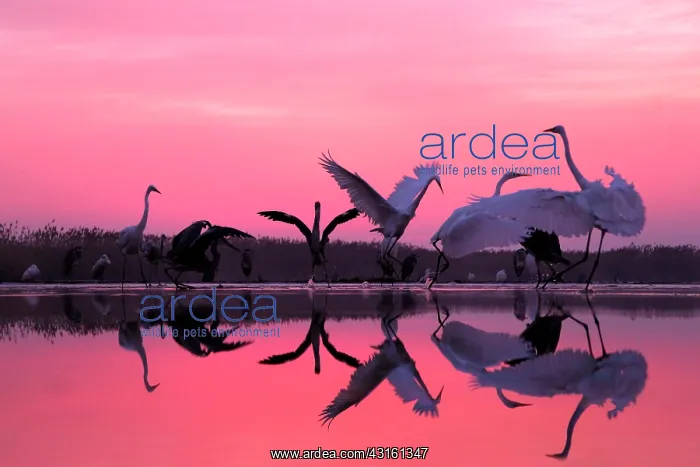: Great Egrets and Grey Herons on pink sky : Great Egrets and Grey Herons on pink sky