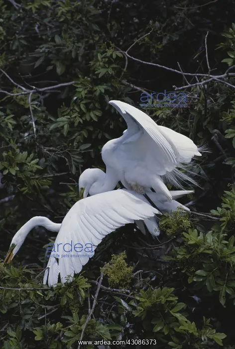 : Great Egrets Mating : Great Egrets Mating