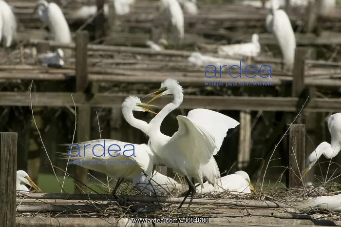 : Great egrets nesting on Avery Island, Louisiana : Great egrets nesting on Avery Island, Louisiana