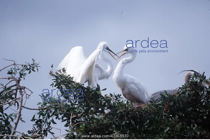 : GREAT EGRETS - x two, beaks crossed : GREAT EGRETS - x two, beaks crossed
